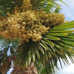 Palma konopná (Trachycarpus fortunei) - výška kmeňa 40-50 cm, celková výška 120-160 cm, kont. C20L/55L (-17°C)